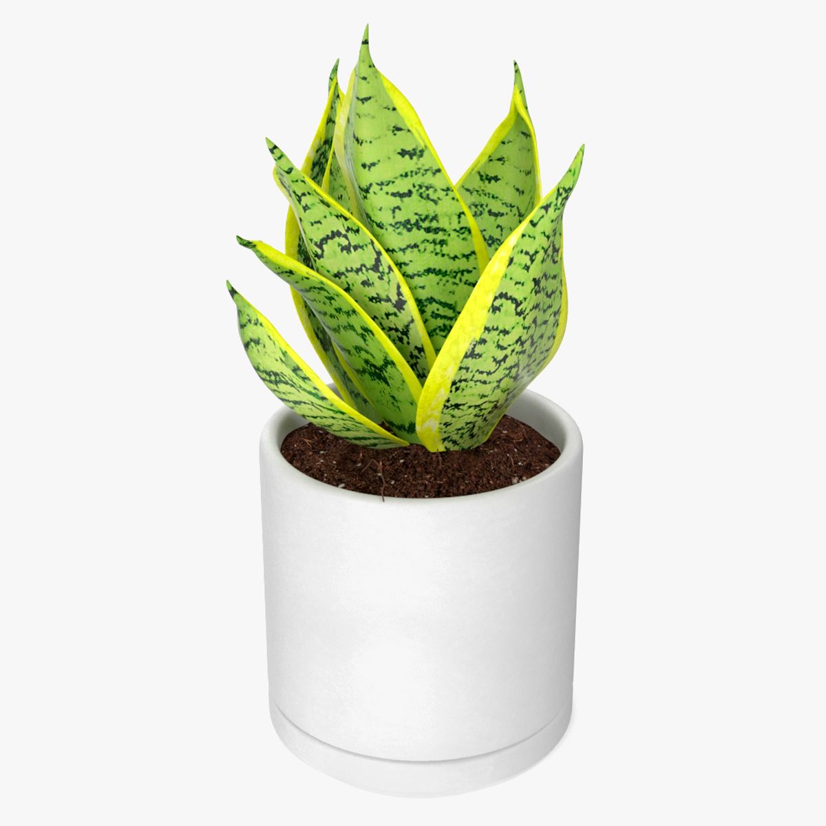 杂色蛇植物 3d model