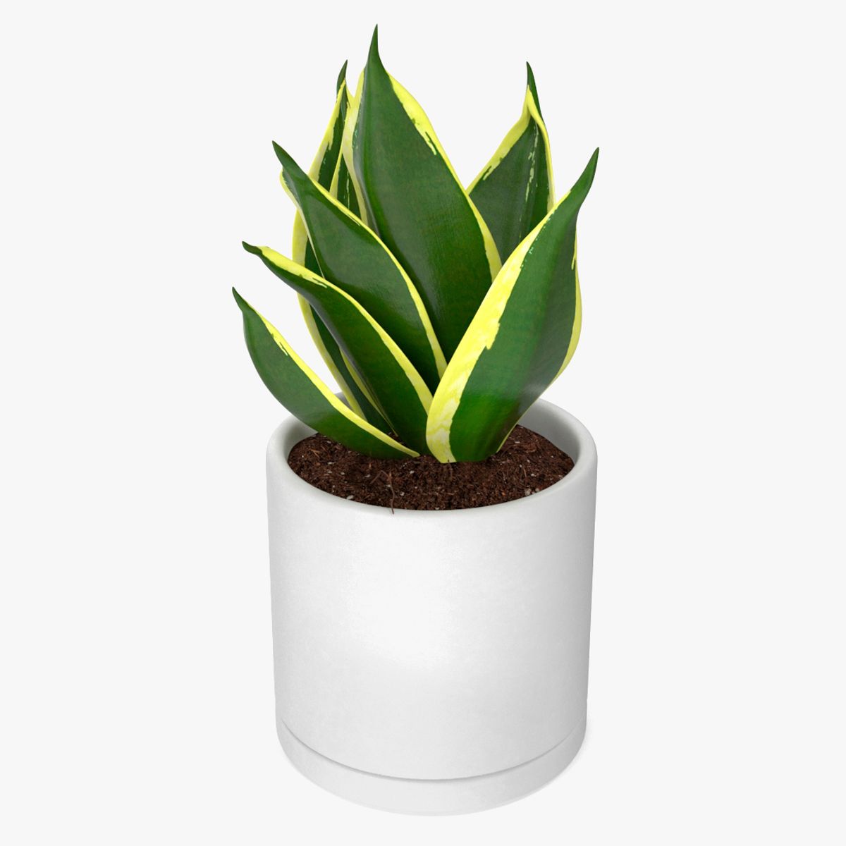毒蛇弓弦大麻植物 3d model