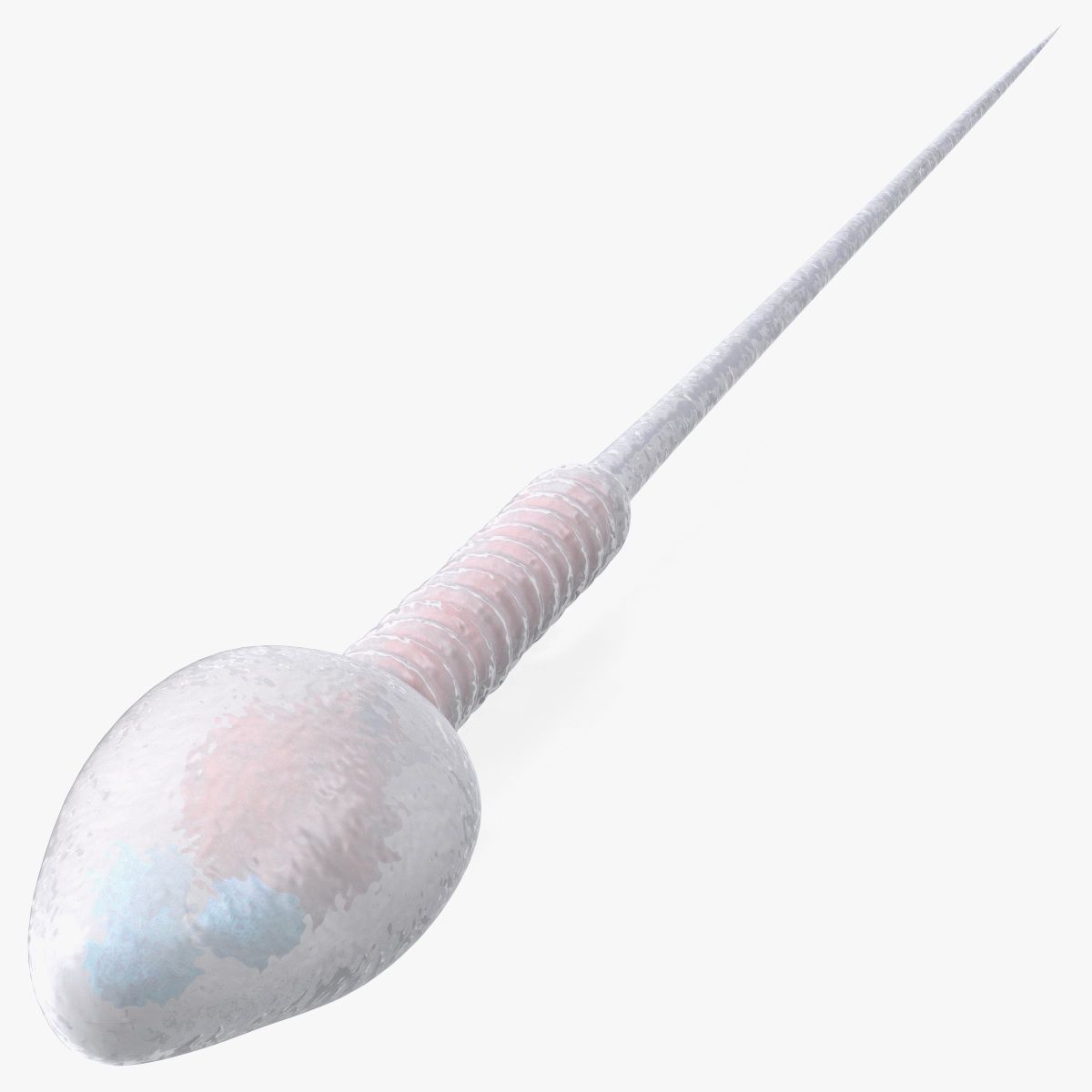 人类精子细胞 3d model