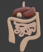 人体解剖学消化 3d model