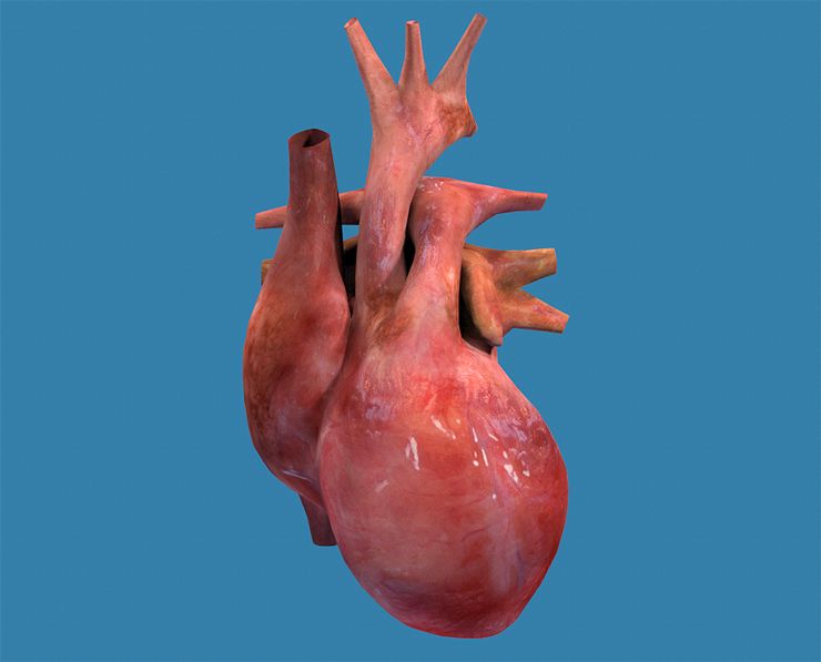 心脏人力纹理 3d model