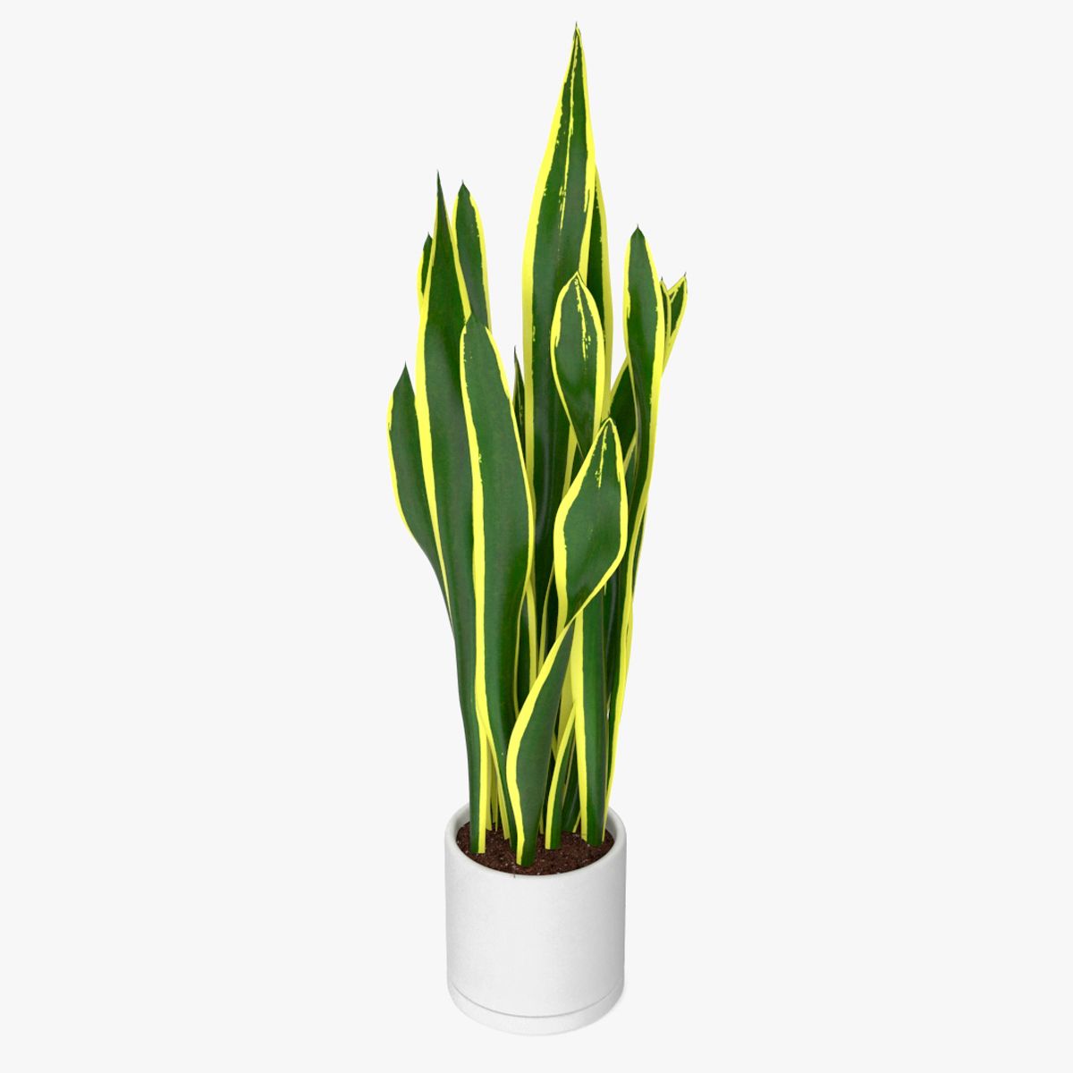 三带虎尾兰 3d model