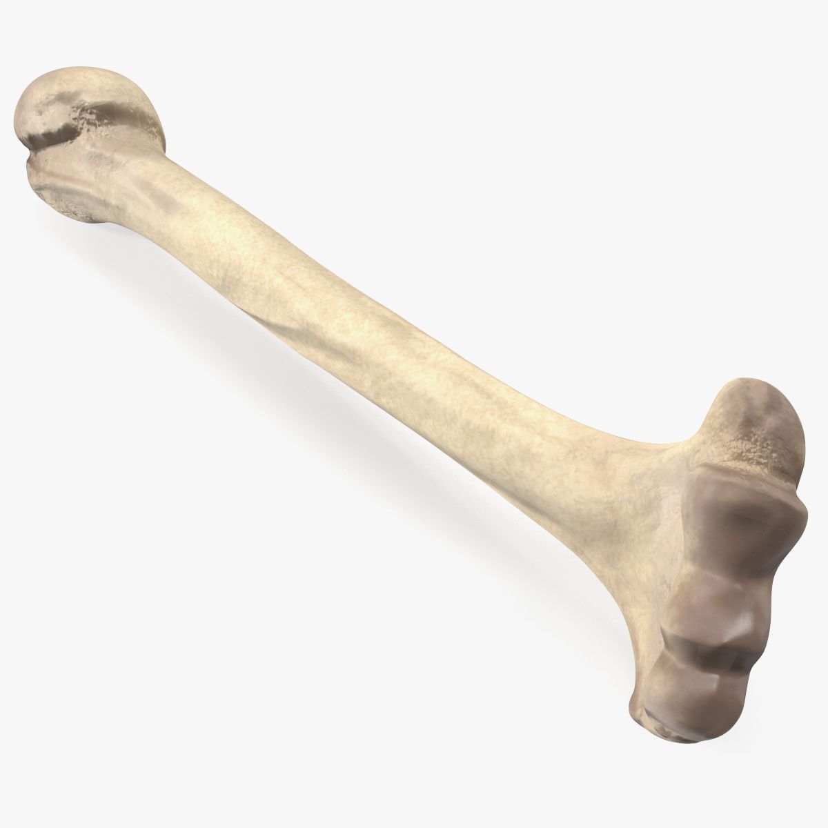 骨 3d model