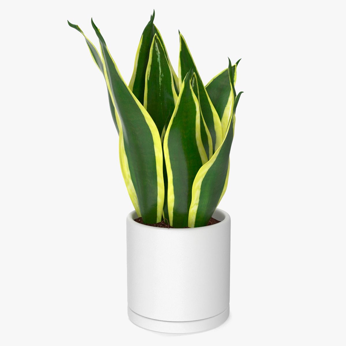 婆婆舌植物 3d model
