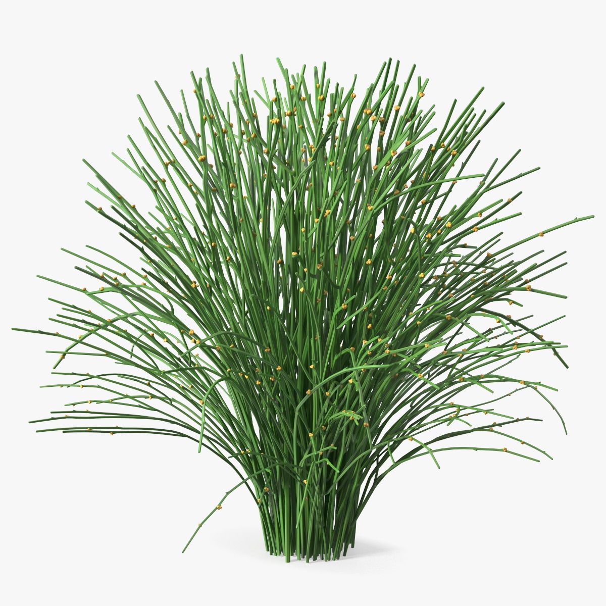拂蕨 3d model